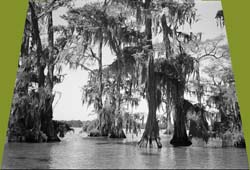 Cypress Swamp