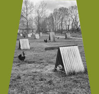 Cockfighting Yard #2