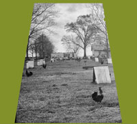 Cockfighting Yard #1