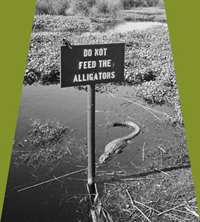 Do Not Feed The Alligators