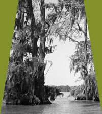 Cypress Swamp #2