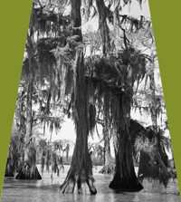 Cypress Swamp #1
